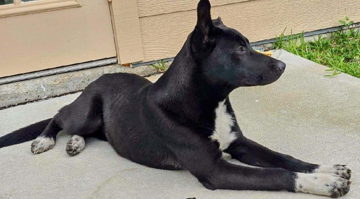 Cinderella thumbnail 3