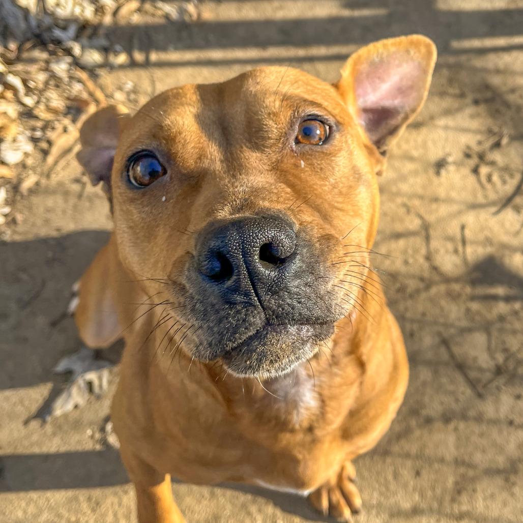 Florence, Adoptable, Adult Female Pit Bull Terrier.