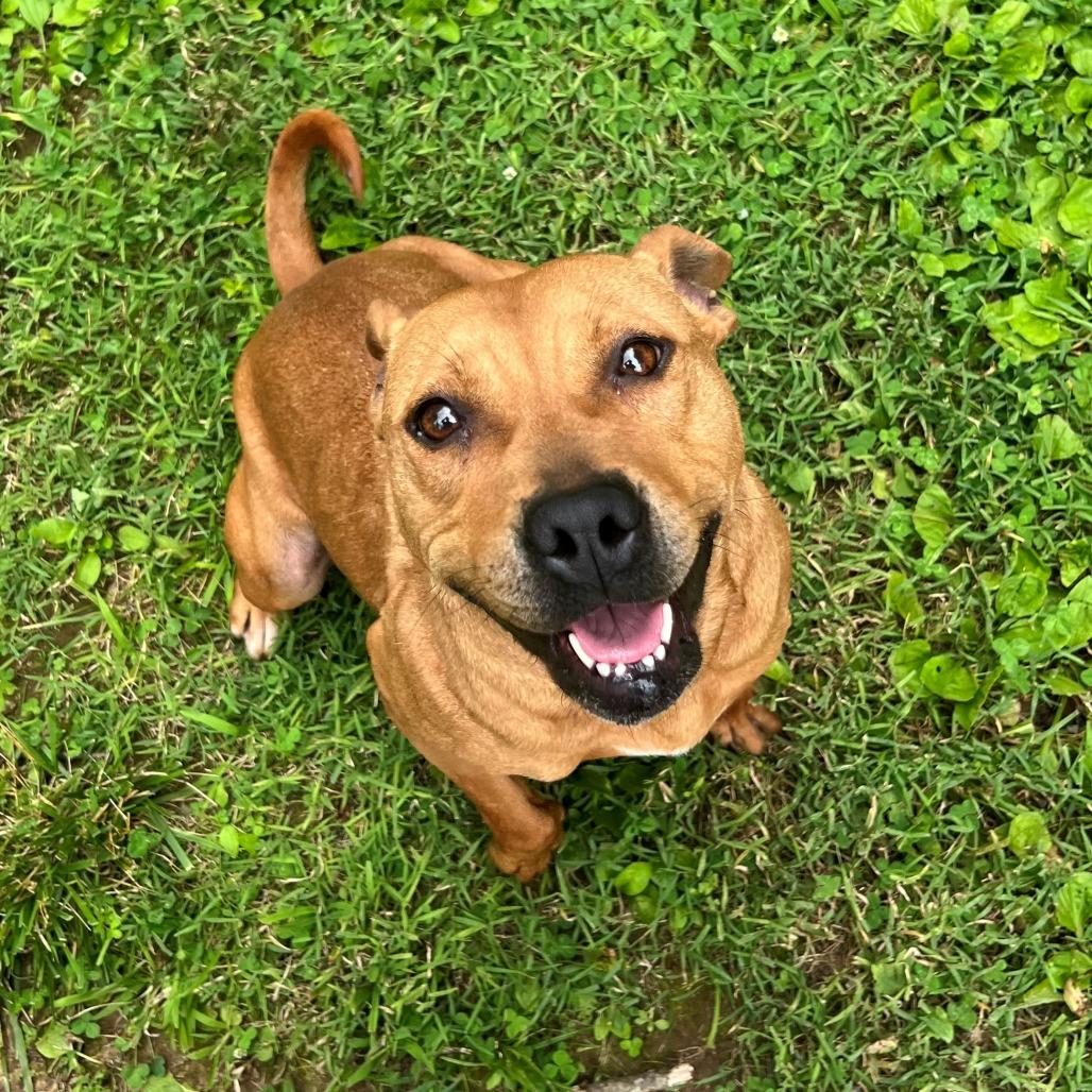 Enlarge Florence, a Adoptable Pit Bull Terrier in Versailles, KY image 2/5