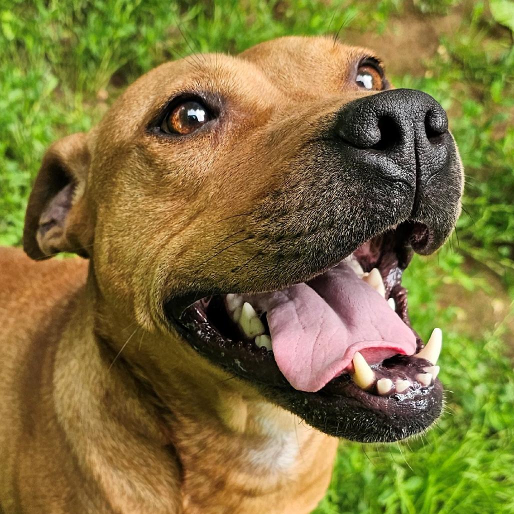 Florence, a Adoptable Pit Bull Terrier in Versailles, KY image 2/4