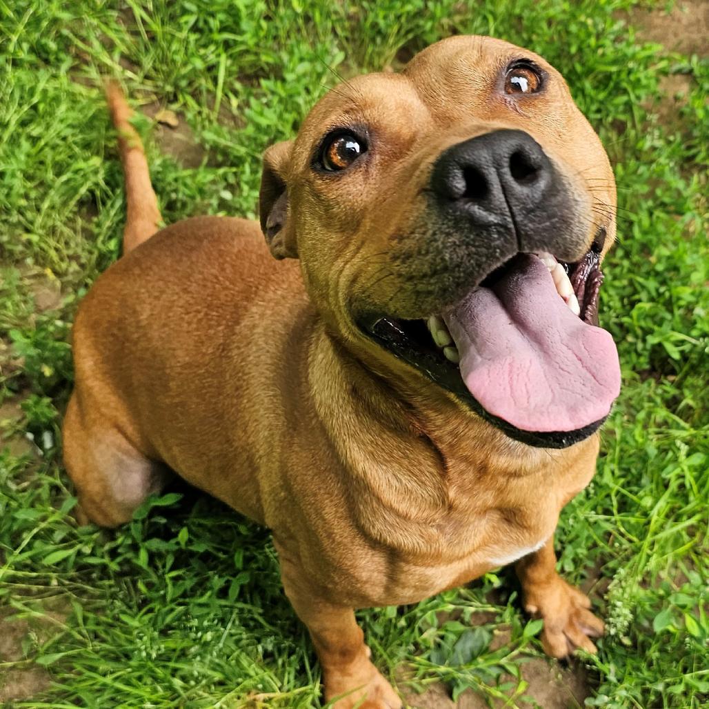 Florence, a Adoptable Pit Bull Terrier in Versailles, KY image 3/4