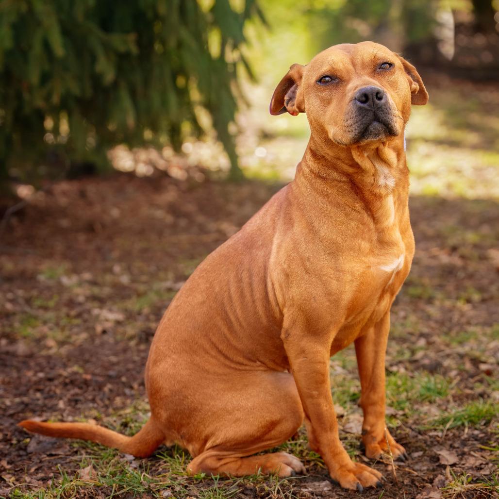 Florence, a Adoptable Pit Bull Terrier in Versailles, KY image 4/4