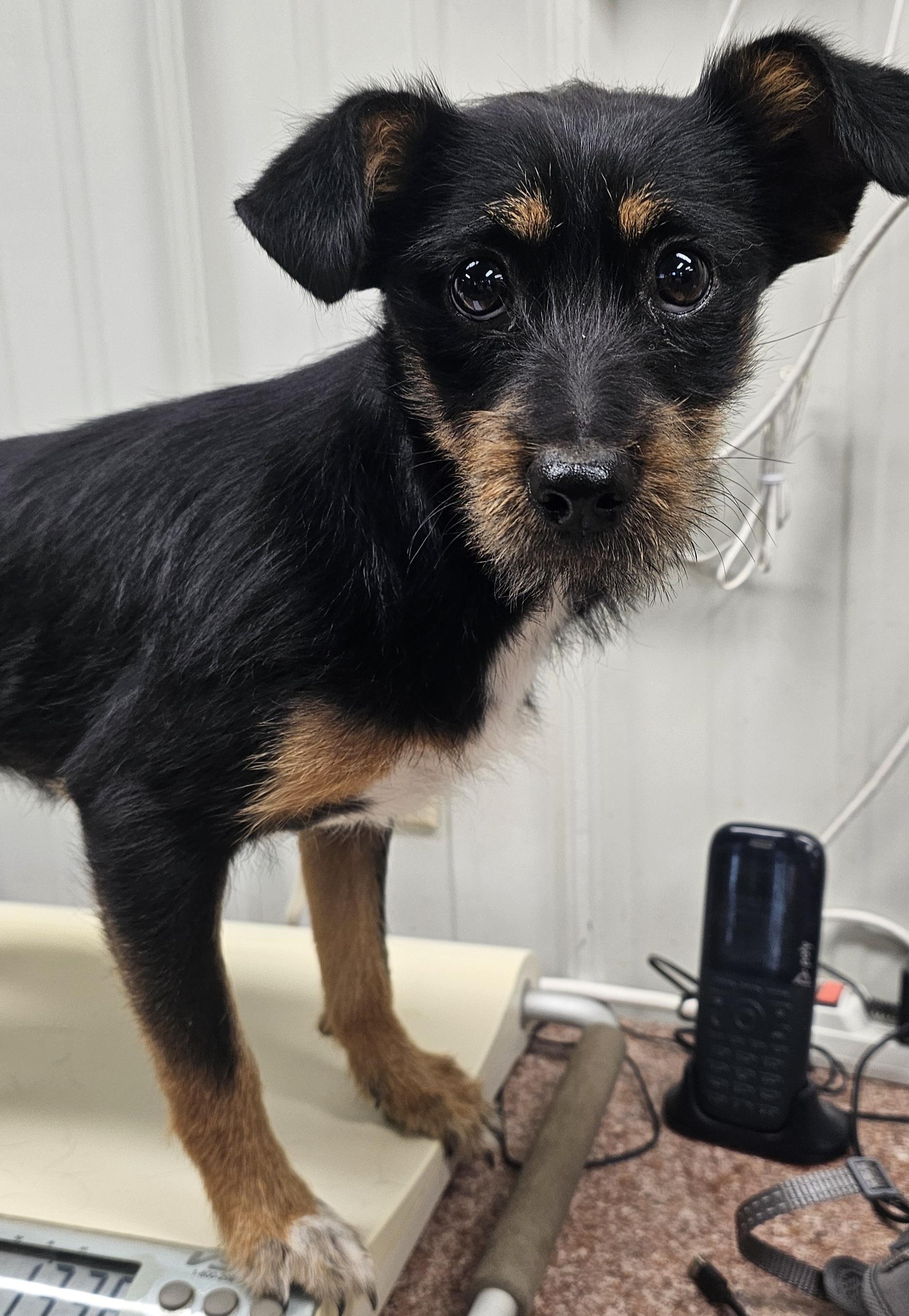 Remy, ADOPTABLE, Puppy Male Patterdale Terrier / Fell Terrier & Terrier.