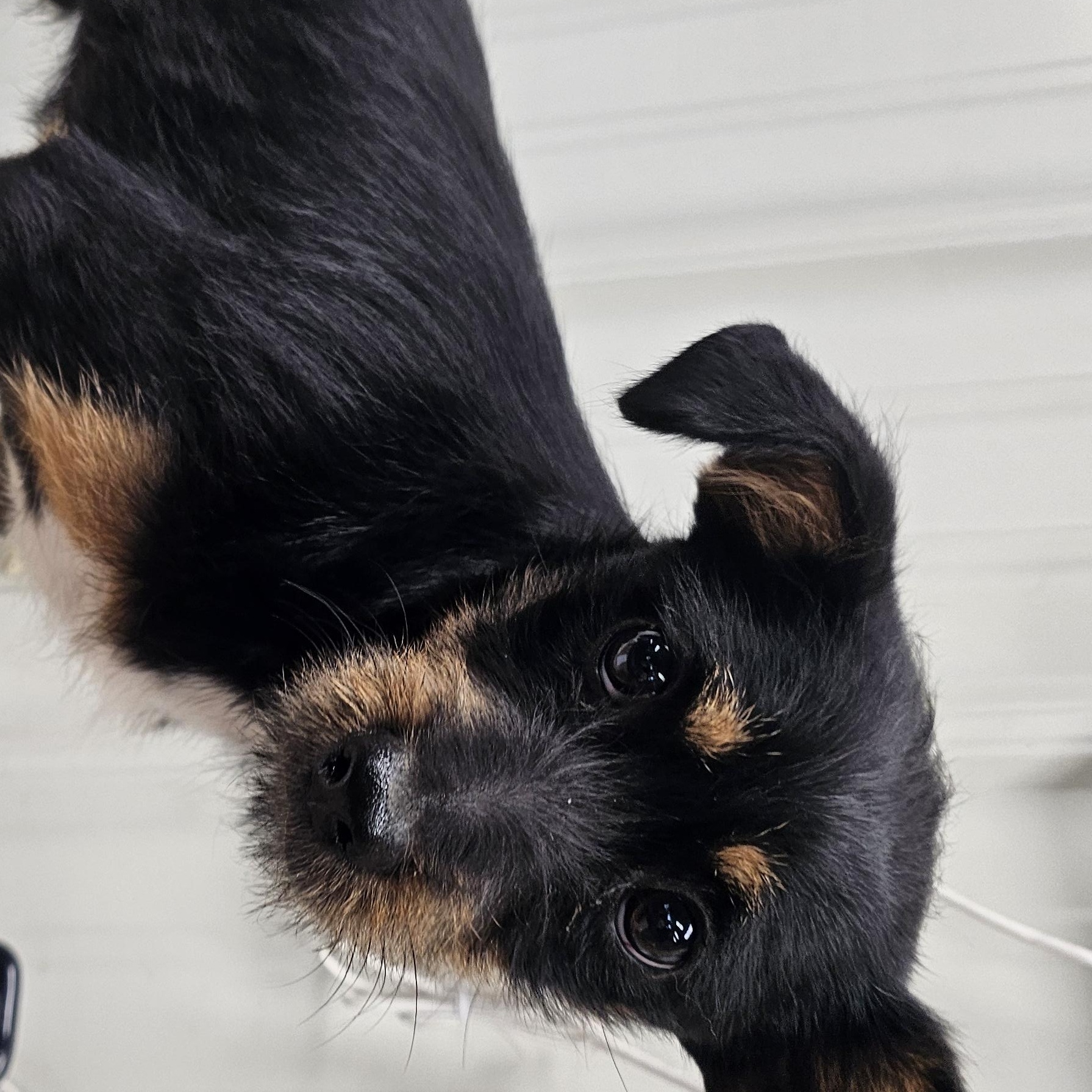 Remy, a ADOPTABLE mixed breed in Columbia, MO image 2/3