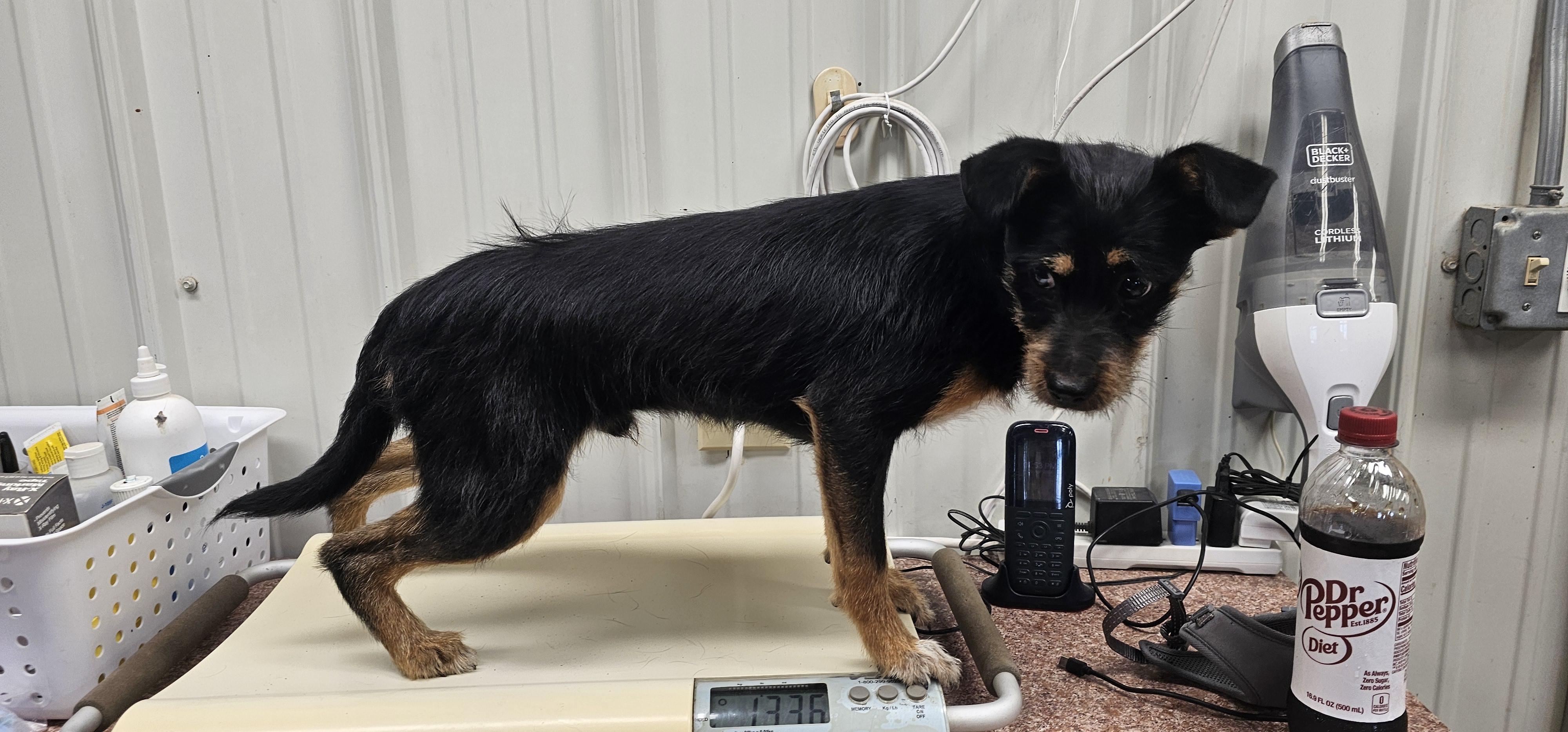 Remy, a ADOPTABLE mixed breed in Columbia, MO image 3/3