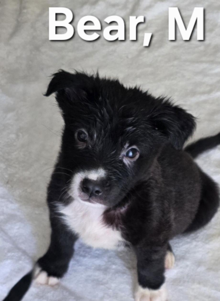 Bear, adoptable, Puppy Male Mixed Breed.