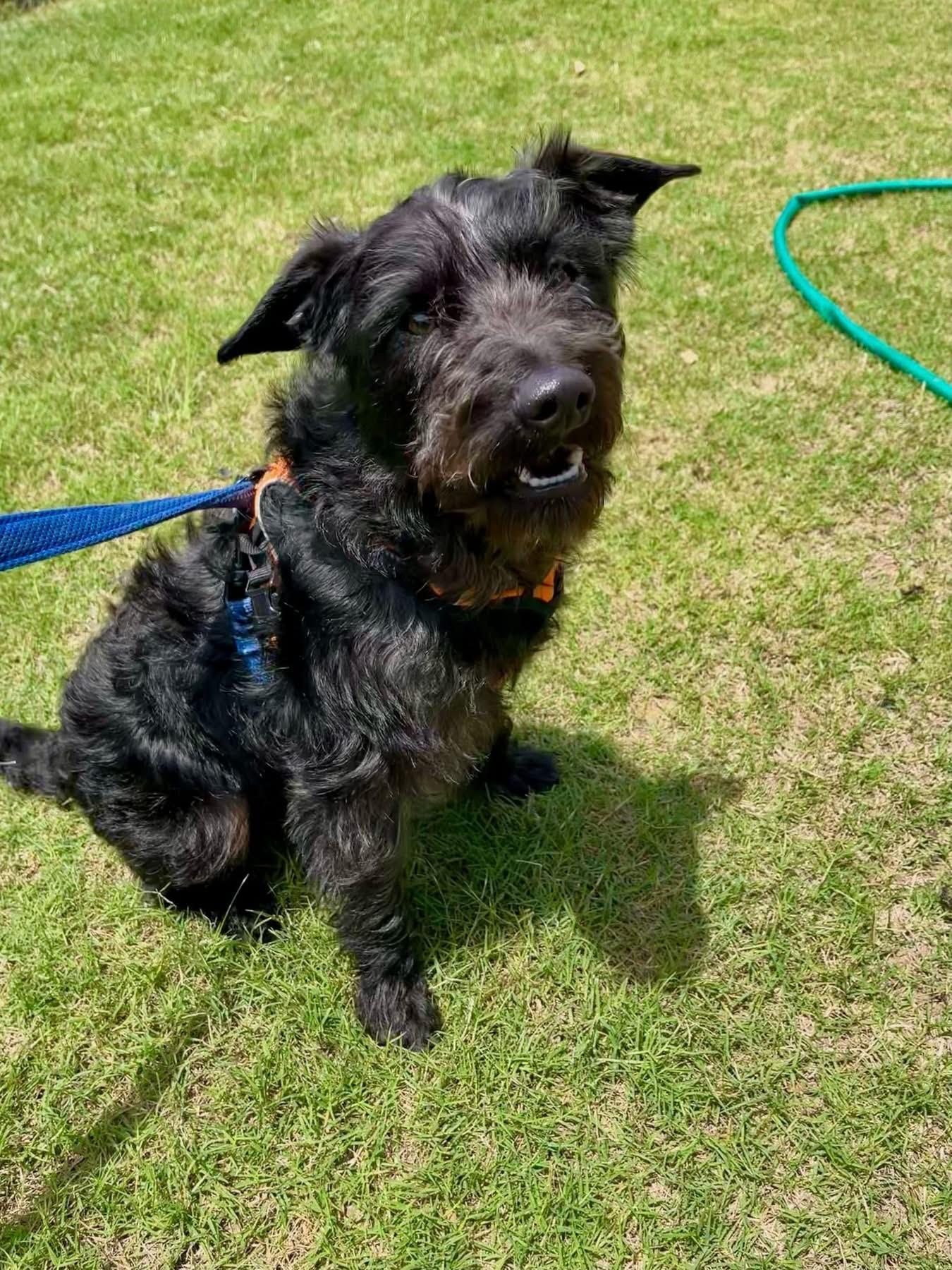 Enlarge Gumbo, a ADOPTABLE mixed breed in Cumming, GA image 3/4