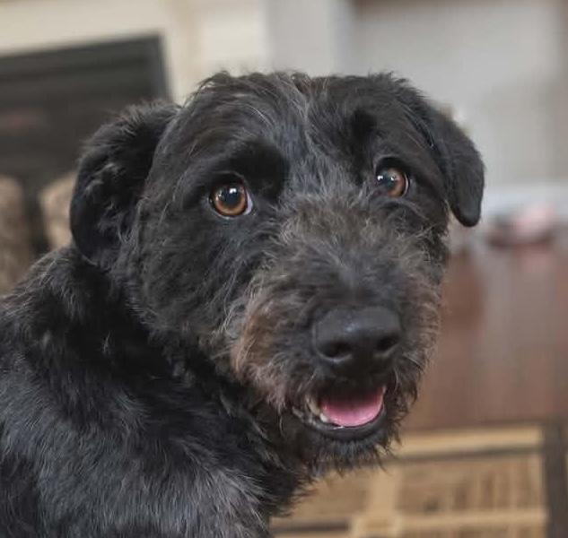 Enlarge Gumbo, a ADOPTABLE mixed breed in Cumming, GA image 1/4