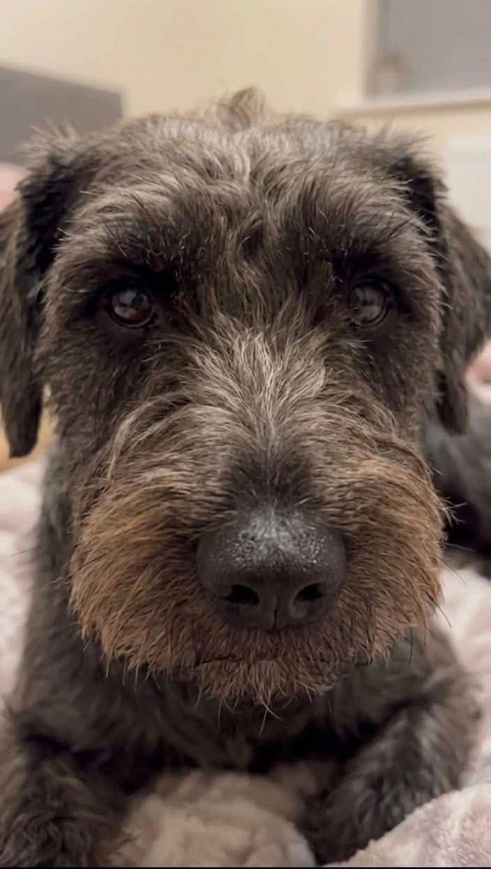 Enlarge Gumbo, a ADOPTABLE mixed breed in Cumming, GA image 2/4
