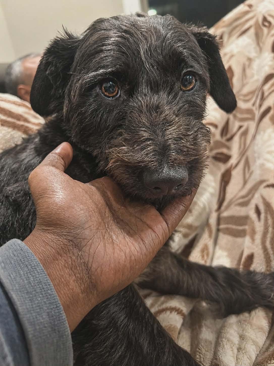 Enlarge Gumbo, a ADOPTABLE mixed breed in Cumming, GA image 4/4