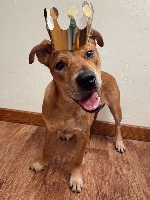 Enlarge Fitz, a Adoptable mixed breed in Oklahoma City, OK image 8/12