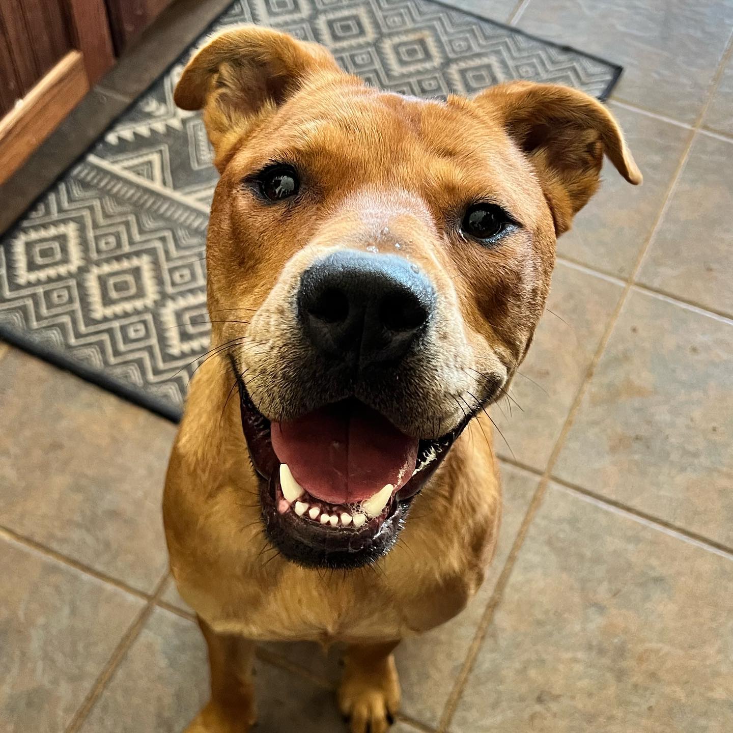 Fitz, a Adoptable mixed breed in Oklahoma City, OK image 1/12