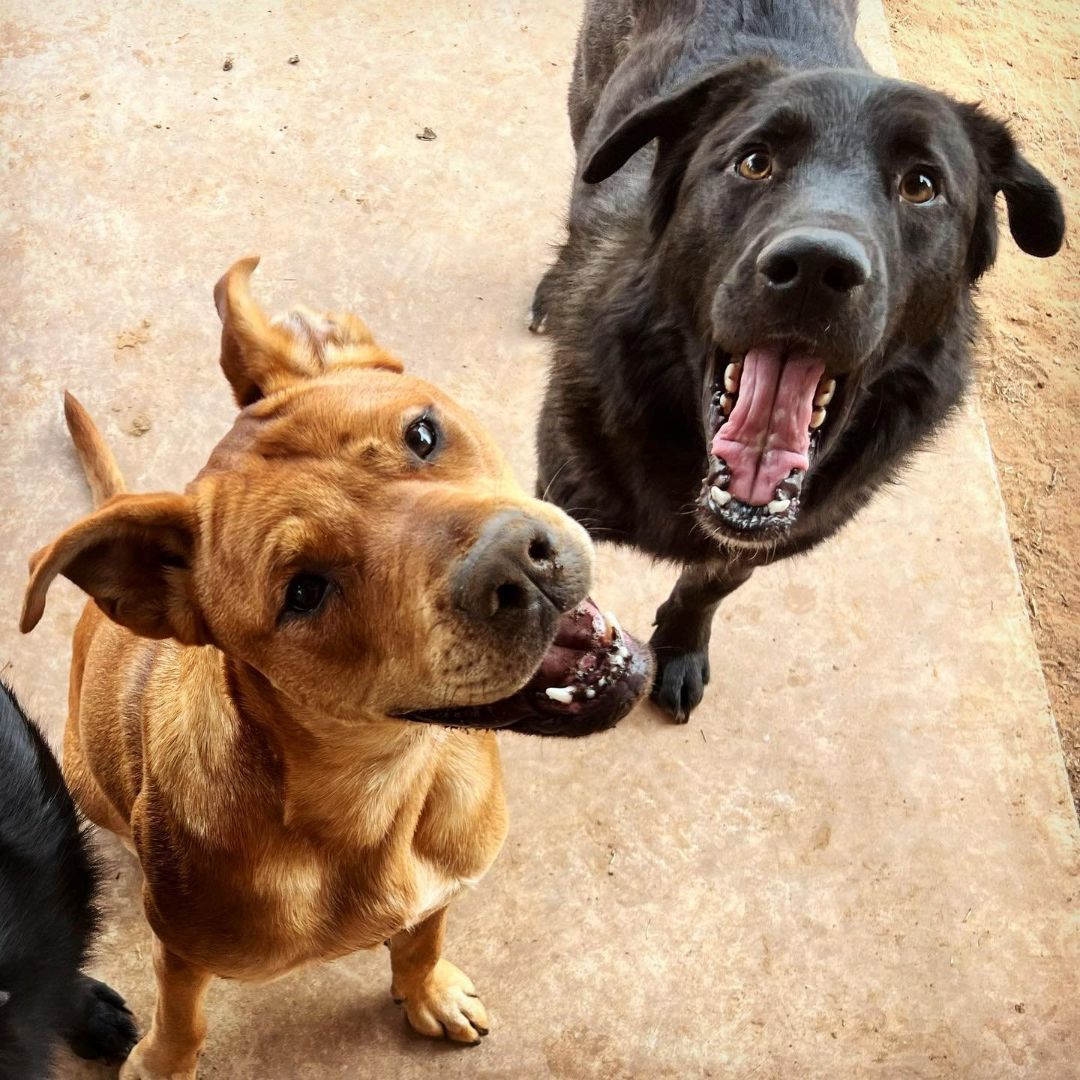 Enlarge Fitz, a Adoptable mixed breed in Oklahoma City, OK image 9/12