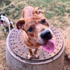 Enlarge Fitz, a Adoptable mixed breed in Oklahoma City, OK image 10/12