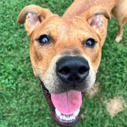 Enlarge Fitz, a Adoptable mixed breed in Oklahoma City, OK image 11/12
