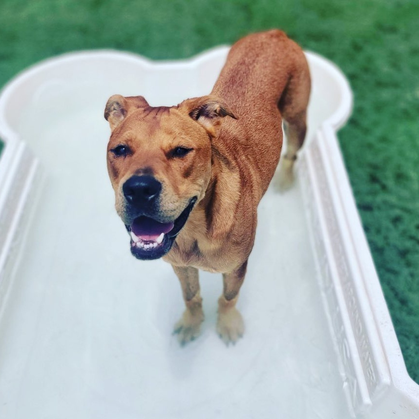 Enlarge Fitz, a Adoptable mixed breed in Oklahoma City, OK image 12/12