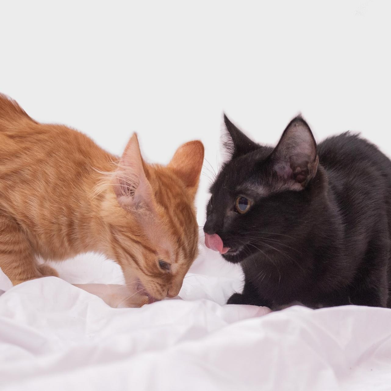 Cat for adoption Flynn, a Domestic Medium Hair in Alexandria, VA