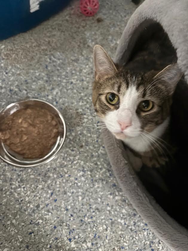 Enlarge Bobby, an adopted Domestic Short Hair in Carson City, NV image 1/2