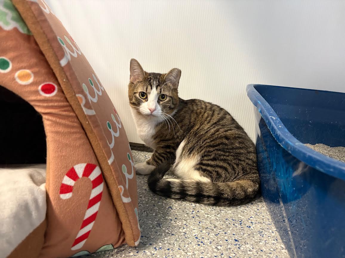 Enlarge Bobby, an adopted Domestic Short Hair in Carson City, NV image 2/2