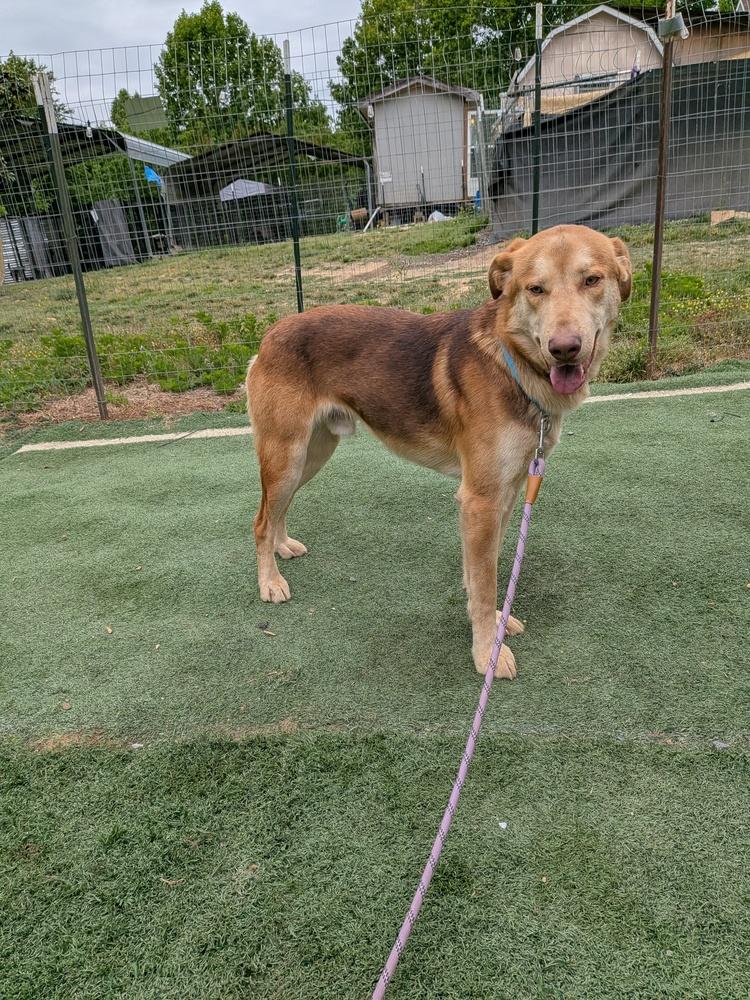 Tanner, a Adoptable mixed breed in Statesville, NC image 1/5