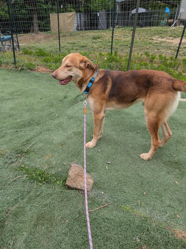 Tanner, a Adoptable mixed breed in Statesville, NC image 2/5