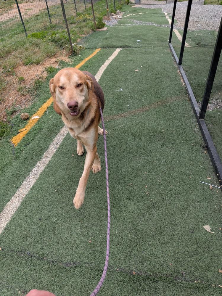 Tanner, a Adoptable mixed breed in Statesville, NC image 3/5
