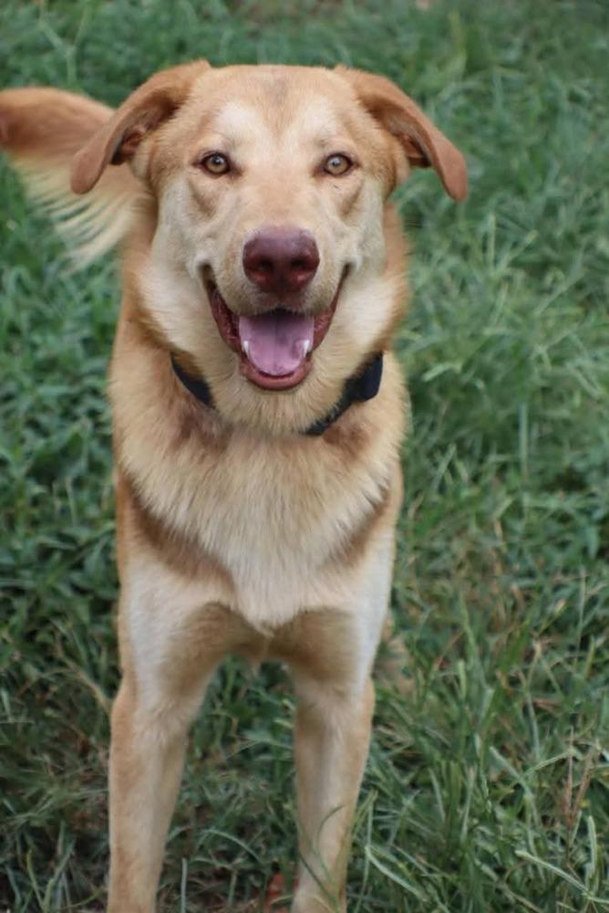 Enlarge Tanner, a Adoptable mixed breed in Statesville, NC image 3/6