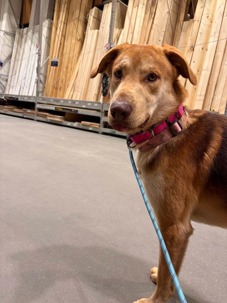 Tanner, a Adoptable mixed breed in Statesville, NC image 5/6