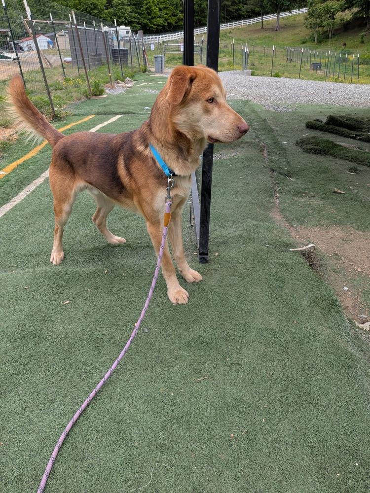 Tanner, a Adoptable mixed breed in Statesville, NC image 4/5