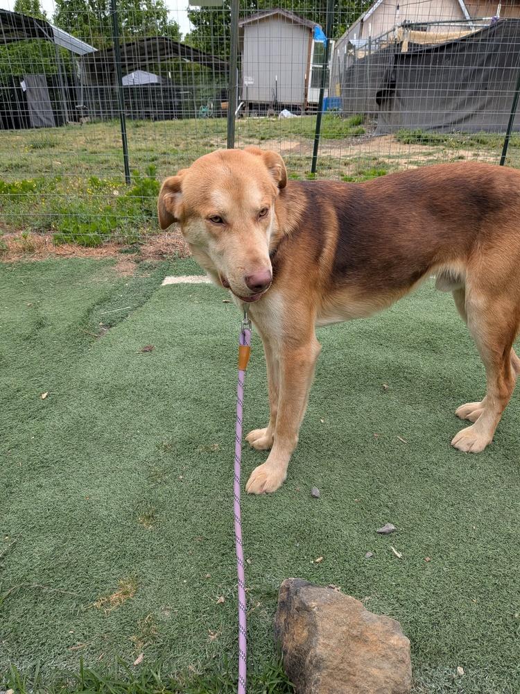 Tanner, a Adoptable mixed breed in Statesville, NC image 5/5