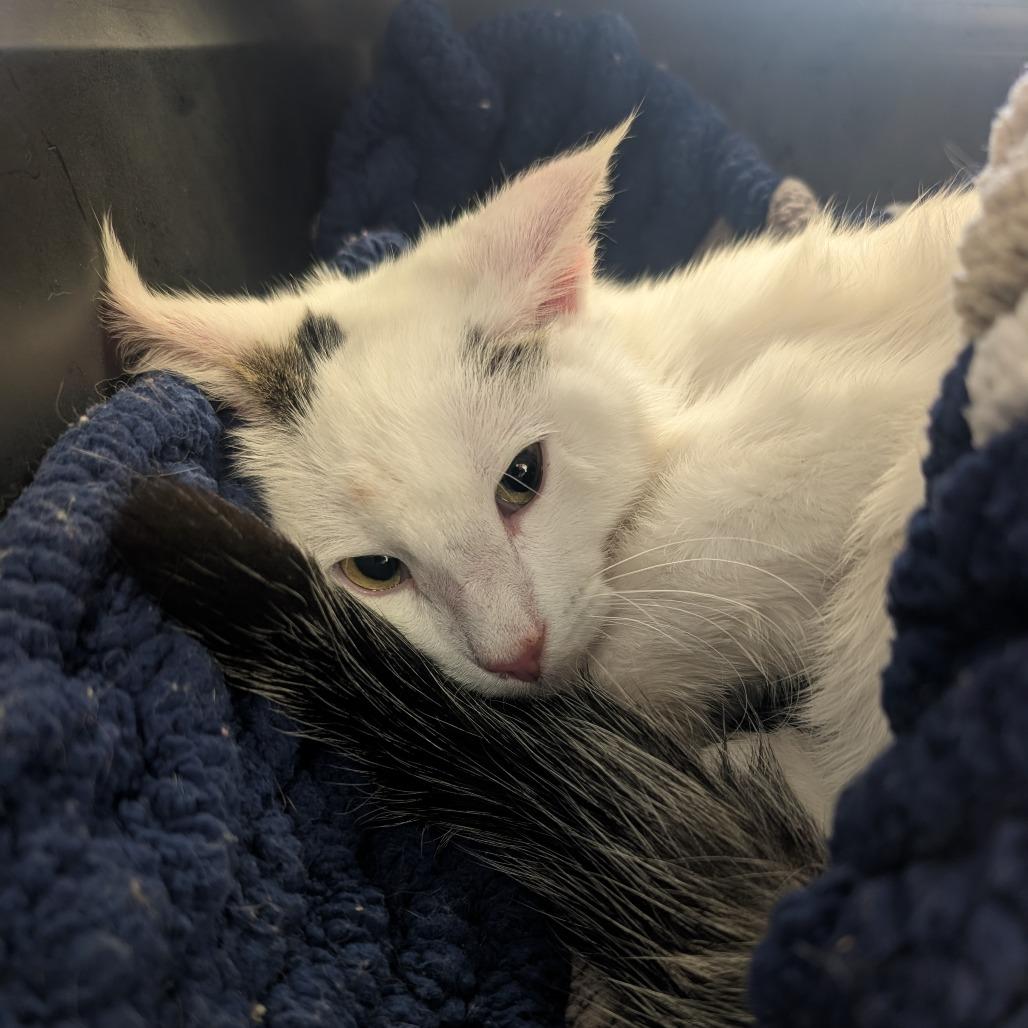 Enlarge Alpine, a Adoptable Domestic Short Hair in Watertown, NY image 1/2