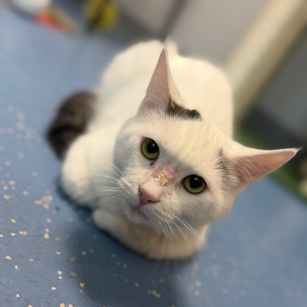 Enlarge Alpine, a Adoptable Domestic Short Hair in Watertown, NY image 2/5