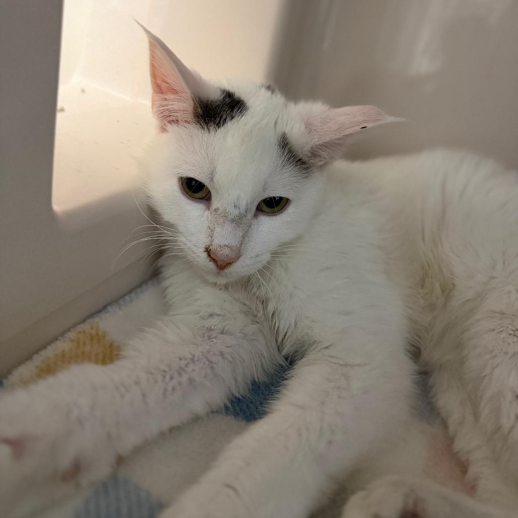 Enlarge Alpine, a Adoptable Domestic Short Hair in Watertown, NY image 2/2