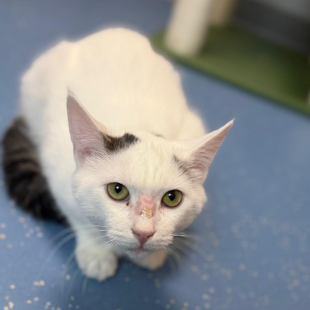 Enlarge Alpine, a Adoptable Domestic Short Hair in Watertown, NY image 4/5