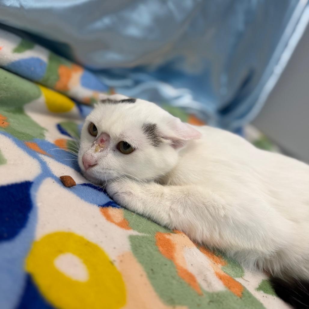 Enlarge Alpine, a Adoptable Domestic Short Hair in Watertown, NY image 3/3