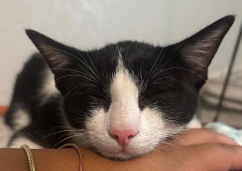 Adonis, Adopted, Kitten Male Domestic Short Hair.