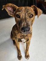 Ginger, Young Female Mixed Breed