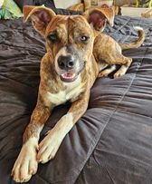 Ginger, a Adoptable mixed breed in Port Chester, NY image 2/8