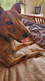 Ginger, a Adoptable mixed breed in Port Chester, NY image 3/8