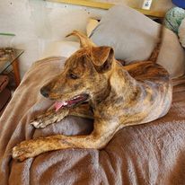 Ginger, a Adoptable mixed breed in Port Chester, NY image 4/8