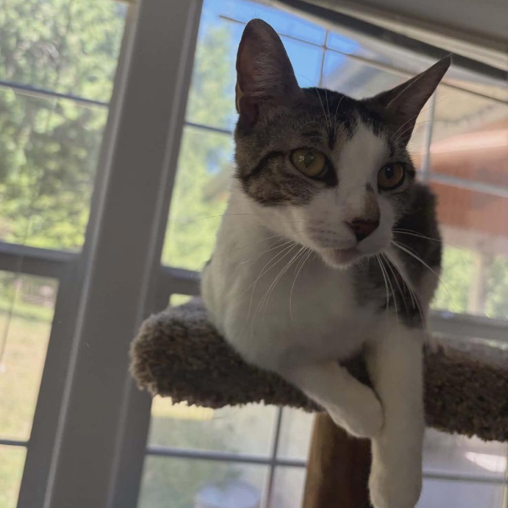 Perdita, Adoptable, Adult Female Domestic Short Hair.