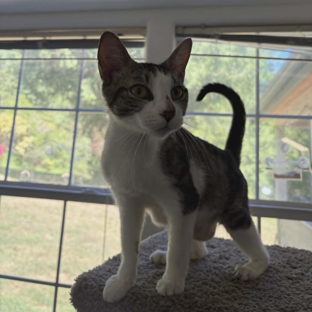 Perdita, a Adoptable Domestic Short Hair in Allyn, WA image 2/4