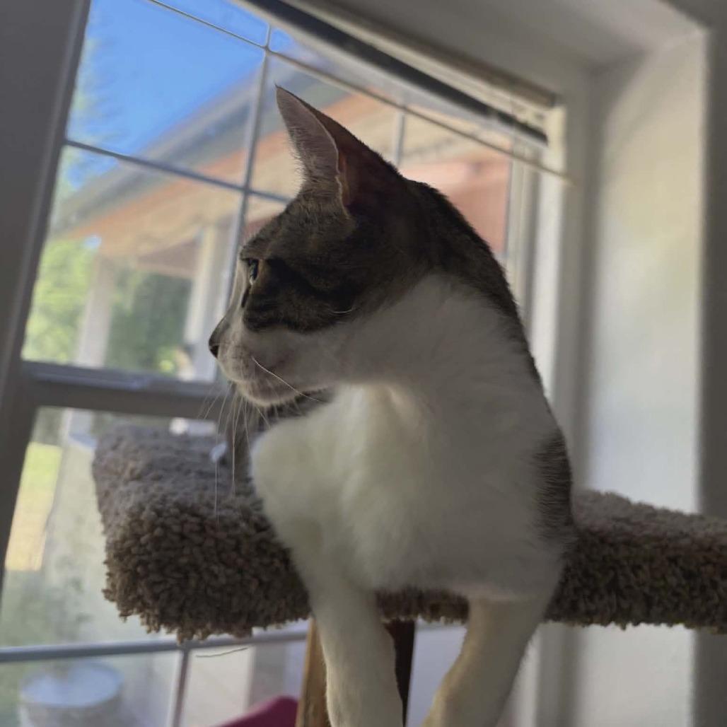 Perdita, a Adoptable Domestic Short Hair in Allyn, WA image 3/4