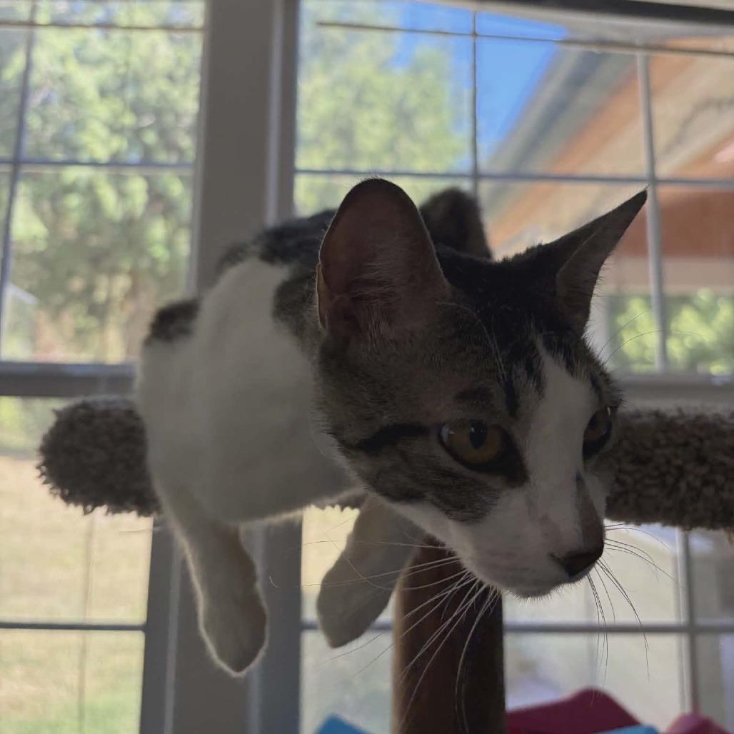Perdita, a Adoptable Domestic Short Hair in Allyn, WA image 4/4