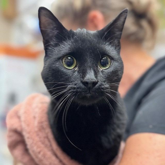 Enlarge Midnight, a Adoptable mixed breed in Bullhead City, AZ image 1/1