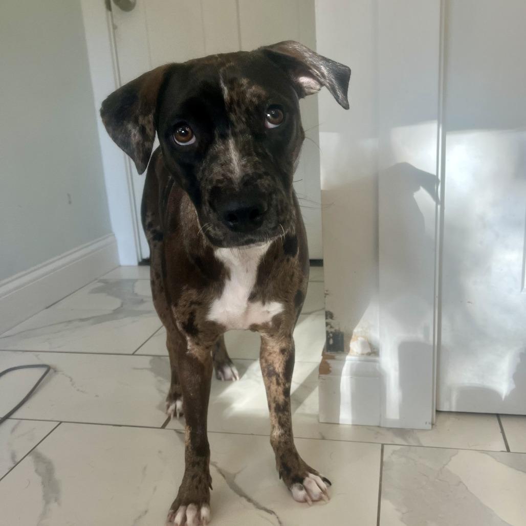 Bullet, Adoptable, Young Female Catahoula Leopard Dog & Mixed Breed.