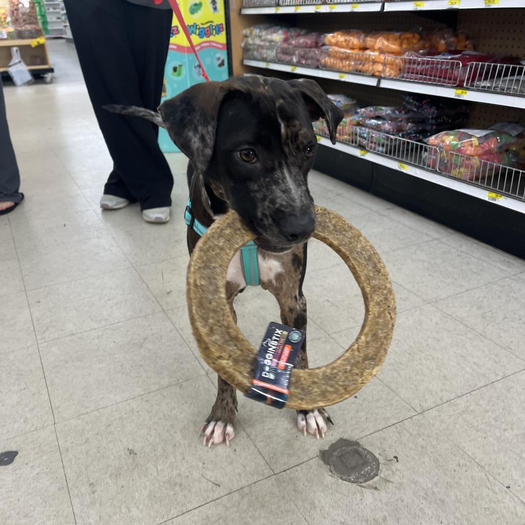 Enlarge Bullet, a Adoptable mixed breed in Festus, MO image 2/6