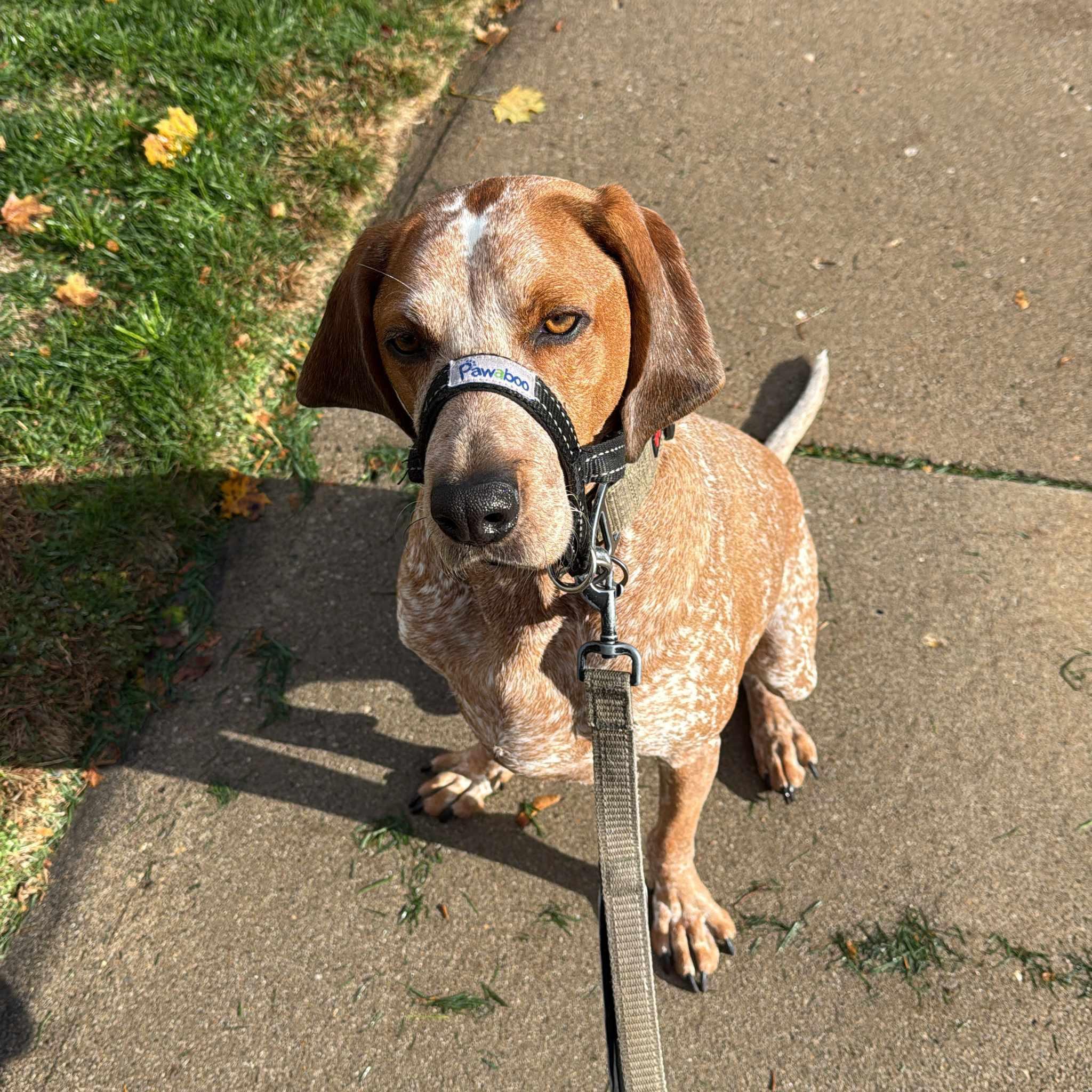 Judah, a ADOPTABLE English Coonhound in North Bay, ON image 3/3