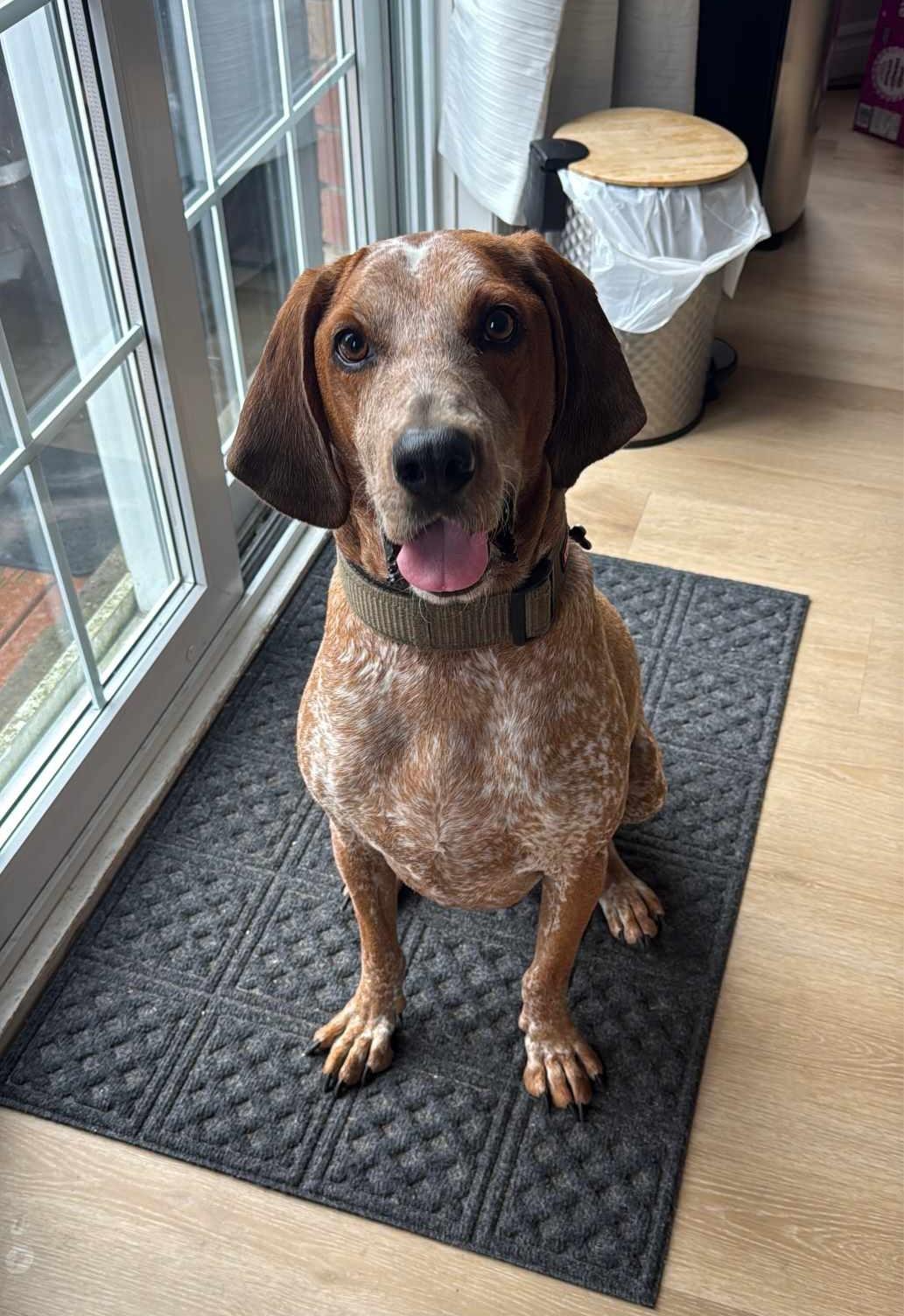 Judah, ADOPTABLE, Adult Male English Coonhound.