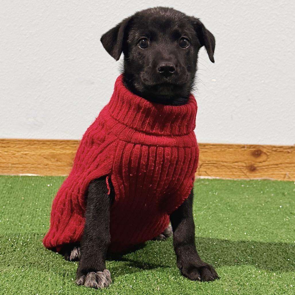 Enlarge Cole, a Adoptable Shepherd in Harlingen, TX image 1/2